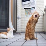 택시 잡기 힘들때 냥이<b>버전</b>