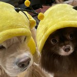 [크리스탈] <b>yellow</b>