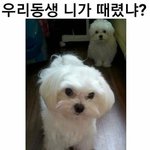 아파트 모기 관리사무소에 말하면 <b>민폐</b>야?