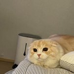 [댓글부탁해] 맞춤법 잘 하는애들 이거 좀 알려줘ㅠㅠㅠ