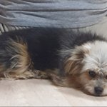 까미를 찾습니다.