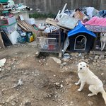 [이것좀봐줘] 쫓겨날 위기에 처한 역근처 강아지들