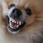 요 마 온리 <b>밤비</b> 밤 볘ㅔㅔㅔㅔㅔㅔ-