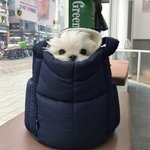 <b>기여</b>운 강아지