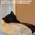 입양 후 훨씬 행복해졌다는 <b>집사</b>와 냥이