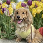[강아지] 오랜만이라개