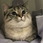 <b>다방면</b>에서 열일 중인 프로 냥이들