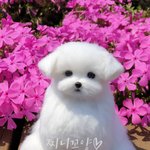 [강아지] 남들 다 있는 꽃개 부러워서 직접 만들어버림