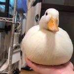 <b>거대</b> 찹쌀떡