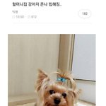 본인 웃음<b>벨</b> 짤 풀고가