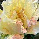 [NCT즌] 이게 장미로 착각한 <b>튤립</b>인가봐