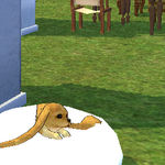 [레이] 사담)puppy version