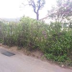 [꼭조언부탁] 우리집 <b>나무</b>를 이상하게 손질해놓고 가버린 앞집