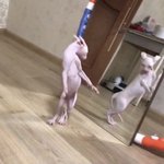 언매 <b>화작</b> 골라주면 수능 1등급나옴