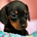 요즘 <b>여아</b> 너무 이쁘고 귀여워짐