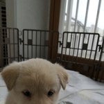 [NCT즌] 우리집 강아<b>쥐</b> 졸귀야...