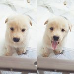 [NCT즌] 멍멍이 <b>콜라</b>쥬 만들어봄