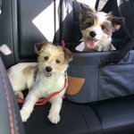 [강아지] 시<b>고르</b>자브종 하루마루