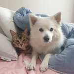 [고양이] 알레르기를 딛고 아이들 키우는 조언좀해주세요..