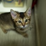 [고양이] 흔한 <b>집사</b>의 심쿵포인트