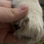 [댓글부탁해] 강아지 <b>발톱</b> 지금 잘라야해??