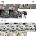 반려동물 키우는 애들 사진 어<b>캐</b> 보관해?