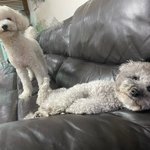 [세븐틴] 안녕하세요 누나들 <b>보리</b>에요