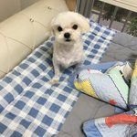 우리<b>집</b> 땡칠<b>이</b> 경 3주만에 씻다! 축