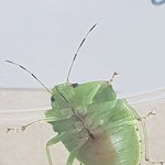 [댓글부탁해] <b>사진주</b>의) 벌레 썰 품