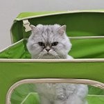 [고양이] 울 냥이 보구<b>가랏</b>