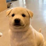 [세븐틴] 새삼 13명이라서 너무 좋은거