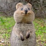 스키즈 <b>한</b> 그거 <b>닮음</b>