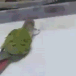 <b>햄스터</b>