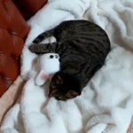 [스키즈] <b>미노</b>는 복도 많지