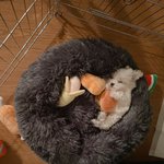 팬아저 최고봉은 이거 아니냐