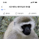 아니 진짜 이런ㅇ 원숭이가 있다고?