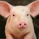 [댓글부탁해] 놀이공원 <b>pk</b>원피스 어때?