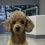 <b>강쥐</b>가 원래 이렇게 목이 기니...?