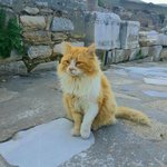 [댓글부탁해] <b>터키</b>여행 고양이로 추팔하기