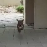 울<b>집</b>갱<b>얼</b>쥐 넘 조그맣고 하찮아..