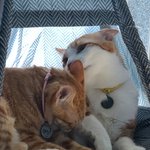 [고양이] <b>아</b><b>나</b>와 라떼 또 보고 가세용 ^^
