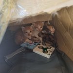 [고양이] <b>새끼</b> 길고양이 도와주십셔 얘들을 어찌 해야합니까요!