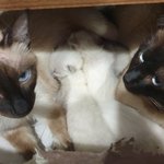 냥이 세계에서도 <b>독박</b>육아란 없다!! 부부가 같이 돌보는 아깽이들