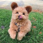 안녕<b>하세오</b> 저는 푸피츠임니다