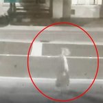 <b>사물</b>함에 토끼 사체 넣은 학생… “시험 스트레스 때문”