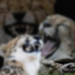 아니 머니게임