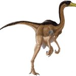 [NCT즌] 갈리미무스<b>너클</b>