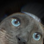 진짜 우리집고양이 죽으면 난 무슨 낙으로<b>사냐</b>