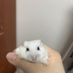[댓글부탁해] 우리집 햄스터 <b>귀</b><b>욥</b>지?
