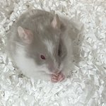 [진격의거인] ㅅㄷ 우리집 햄스터 귀엽<b>찌</b>